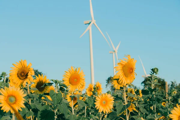 Sunflowers have their petals stacked in layers. The pointed end of the petals is yellow. When flowering, the flowers will turn to the east