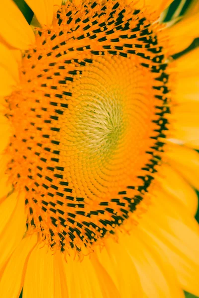 Girassóis Têm Pequenas Sementes Empilhadas Camadas Grande Número Flores — Fotografia de Stock
