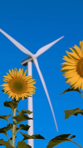 Los Girasoles Tienen Sus Pétalos Apilados Capas Extremo Puntiagudo Los Imágenes De Stock Sin Royalties Gratis