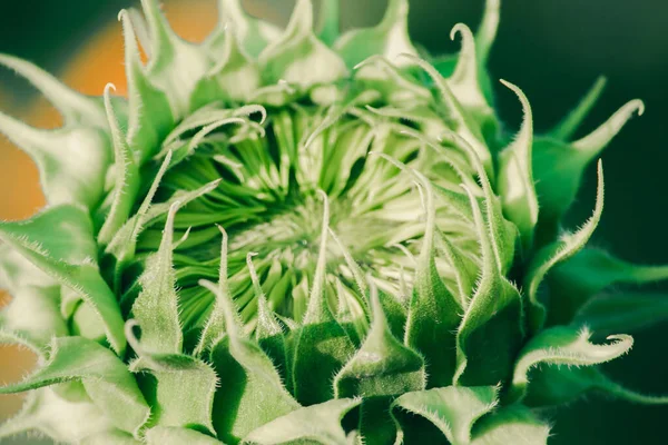 Girasoles Que Aún Han Florecido Parte Superior Tienen Sus Pétalos Imagen De Stock