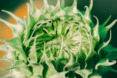 Henüz çiçek açmamış olan ayçiçeklerinin taç yaprakları üst üste dizilmiştir..