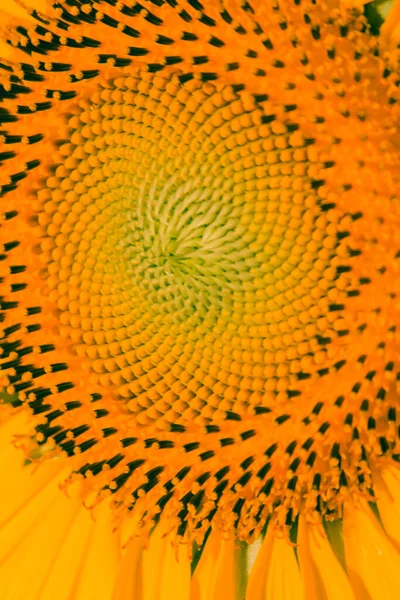 Sunflowers Have Small Seeds Stacked Layers Large Number Flowers — Stock Photo, Image