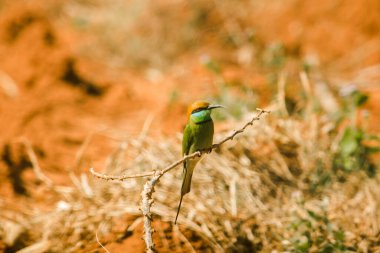 Kestane kafalı, turuncu kafalı, kırmızı gözlü. Kafasını ve omuzlarını kaplayan kırmızımsı turuncu saçları var. Genellikle açık dallara tünemiş oldukça yüksek dallar..
