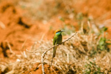 Kestane kafalı, turuncu kafalı, kırmızı gözlü. Kafasını ve omuzlarını kaplayan kırmızımsı turuncu saçları var. Genellikle açık dallara tünemiş oldukça yüksek dallar..