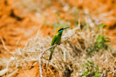 Kestane kafalı, turuncu kafalı, kırmızı gözlü. Kafasını ve omuzlarını kaplayan kırmızımsı turuncu saçları var. Genellikle açık dallara tünemiş oldukça yüksek dallar..