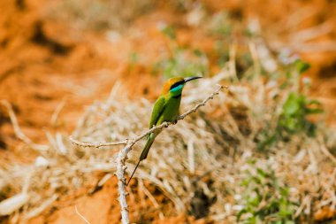 Kestane kafalı, turuncu kafalı, kırmızı gözlü. Kafasını ve omuzlarını kaplayan kırmızımsı turuncu saçları var. Genellikle açık dallara tünemiş oldukça yüksek dallar..