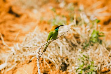 Kestane kafalı, turuncu kafalı, kırmızı gözlü. Kafasını ve omuzlarını kaplayan kırmızımsı turuncu saçları var. Genellikle açık dallara tünemiş oldukça yüksek dallar..