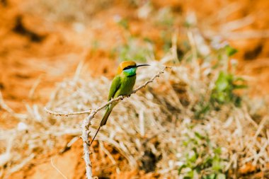Kestane kafalı, turuncu kafalı, kırmızı gözlü. Kafasını ve omuzlarını kaplayan kırmızımsı turuncu saçları var. Genellikle açık dallara tünemiş oldukça yüksek dallar..