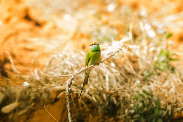 Chestnut Headed Bee Eater Orange Headed Dengan Mata Merah Memiliki — Stok Foto