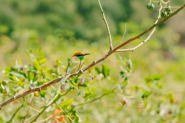 Kastanienkopf Bienenfresser Orangefarben Mit Roten Augen Hat Rötlich Orangefarbene Haare — Stockfoto