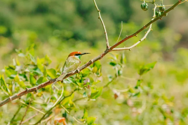 Tête Châtaignier Tête Abeille Orange Aux Yeux Rouges Les Cheveux — Photo