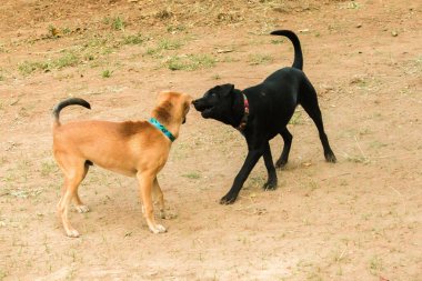 İki köpeğin birbirini ısırması normal bir içgüdü. Aynı seks köpekleri daha çok kavga eder ve birbirlerini ısırırlar..