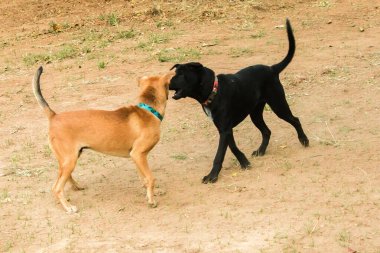 İki köpeğin birbirini ısırması normal bir içgüdü. Aynı seks köpekleri daha çok kavga eder ve birbirlerini ısırırlar..