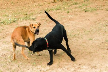 İki köpeğin birbirini ısırması normal bir içgüdü. Aynı seks köpekleri daha çok kavga eder ve birbirlerini ısırırlar..