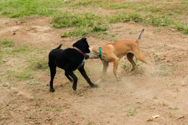İki köpeğin birbirini ısırması normal bir içgüdü. Aynı seks köpekleri daha çok kavga eder ve birbirlerini ısırırlar..