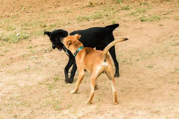 Dos Perros Mordiéndose Entre Eso Instinto Normal Perros Del Mismo — Foto de Stock