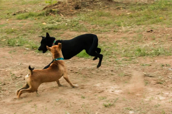 Dos Perros Mordiéndose Entre Eso Instinto Normal Perros Del Mismo — Foto de Stock