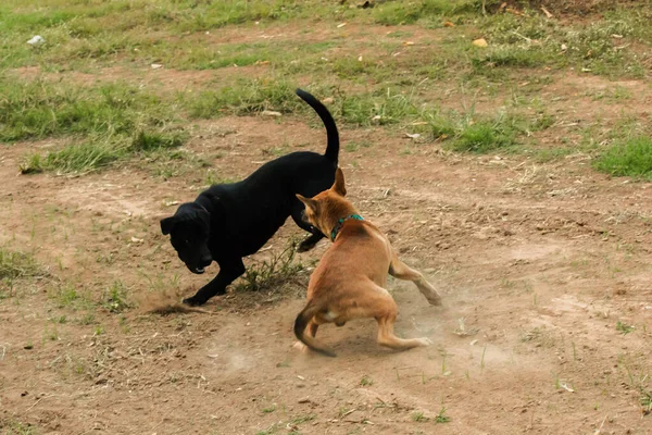 Dos Perros Mordiéndose Entre Eso Instinto Normal Perros Del Mismo — Foto de Stock