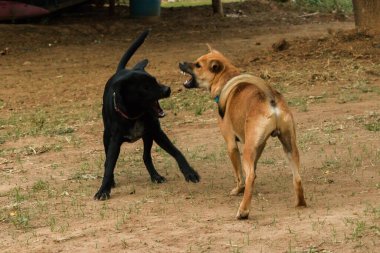 İki köpeğin birbirini ısırması normal bir içgüdü. Aynı seks köpekleri daha çok kavga eder ve birbirlerini ısırırlar..