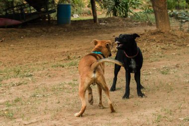 İki köpeğin birbirini ısırması normal bir içgüdü. Aynı seks köpekleri daha çok kavga eder ve birbirlerini ısırırlar..