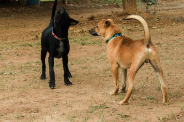 İki köpeğin birbirini ısırması normal bir içgüdü. Aynı seks köpekleri daha çok kavga eder ve birbirlerini ısırırlar..