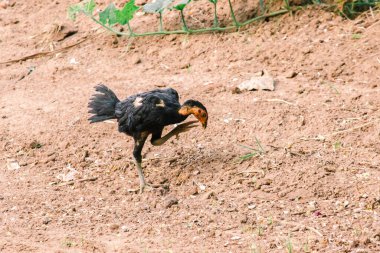 Kara Tayland tavuğu yetiştirilmesi kolay bir tavuktur. Doğal olarak mevcut olan gıdaları yiyebiliyor.
