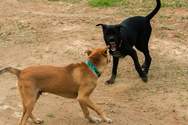 Two Dogs Biting Each Other Normal Instinct Same Sex Dogs — Stock Photo, Image