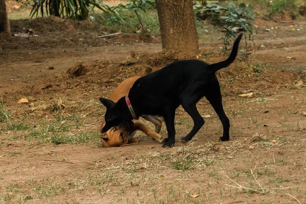 Dos Perros Mordiéndose Entre Eso Instinto Normal Perros Del Mismo — Foto de Stock