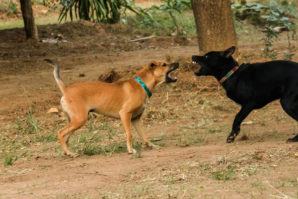 Dwa Psy Gryzą Się Nawzajem Jest Normalny Instynkt Psy Tej — Zdjęcie stockowe