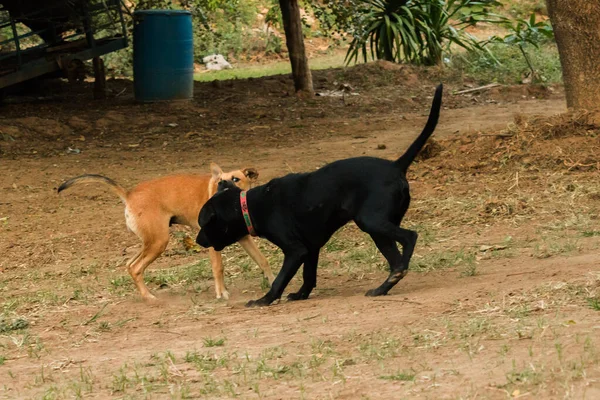 Dos Perros Mordiéndose Entre Eso Instinto Normal Perros Del Mismo — Foto de Stock