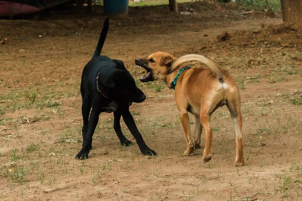 Dos Perros Mordiéndose Entre Eso Instinto Normal Perros Del Mismo — Foto de Stock