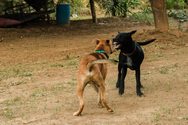 Két Kutya Harapdálja Egymást Normális Ösztön Azonos Nemű Kutyák Nagyobb — Stock Fotó