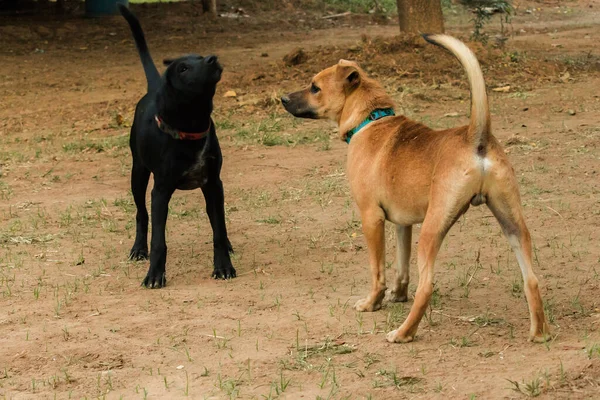Dos Perros Mordiéndose Entre Eso Instinto Normal Perros Del Mismo — Foto de Stock