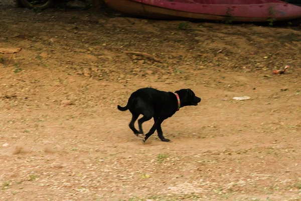 Perro Negro Huía Del Peligro Alta Velocidad — Foto de Stock
