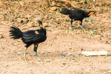 Kara Tayland tavuğu yetiştirilmesi kolay bir tavuktur. Doğal olarak mevcut olan gıdaları yiyebiliyor.