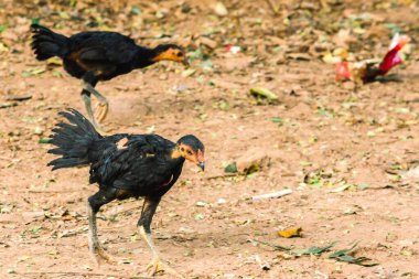 Kara Tayland tavuğu yetiştirilmesi kolay bir tavuktur. Doğal olarak mevcut olan gıdaları yiyebiliyor.