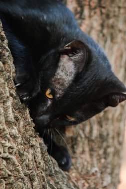 Kara kedi ağaca tırmanıyor. Otur ve uzan ve keyfini çıkar..