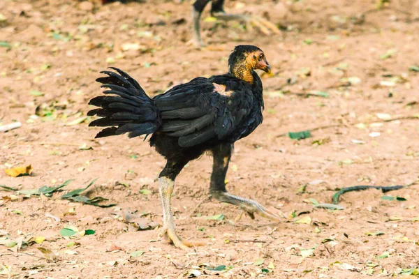 Fekete Thai Csirke Egy Csirke Amit Könnyű Felnevelni Természetes Úton — Stock Fotó