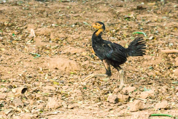 Zwarte Thaise Kip Een Kip Die Gemakkelijk Voeden Staat Voedsel — Stockfoto