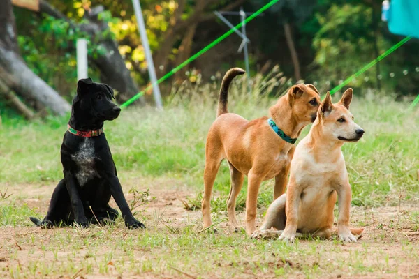 Svart Och Brun Thailändsk Hund Gräsmattan Tittar Uppmärksamhet — Stockfoto