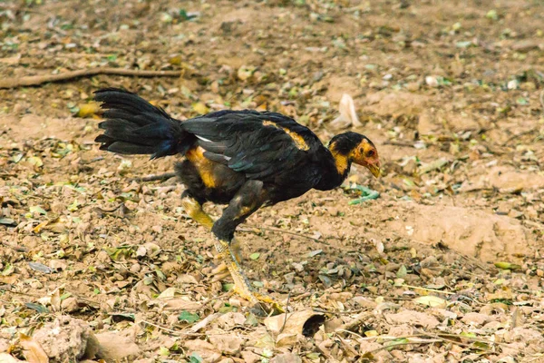 Czarny Tajski Kurczak Kurczak Który Jest Łatwy Wychowania Zdolne Jedzenia — Zdjęcie stockowe
