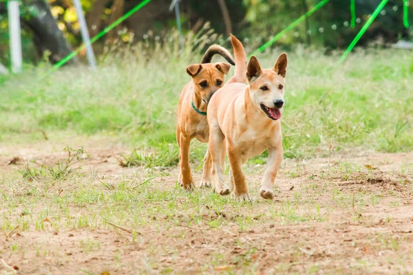 Dwa Tajskie Brązowe Szczeniaki Biegają Trawniku — Zdjęcie stockowe