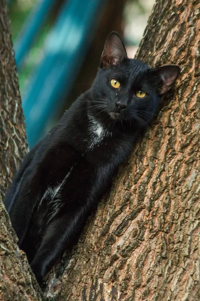 Gatto Nero Arrampicata Albero Siediti Sdraiati Godere — Foto Stock