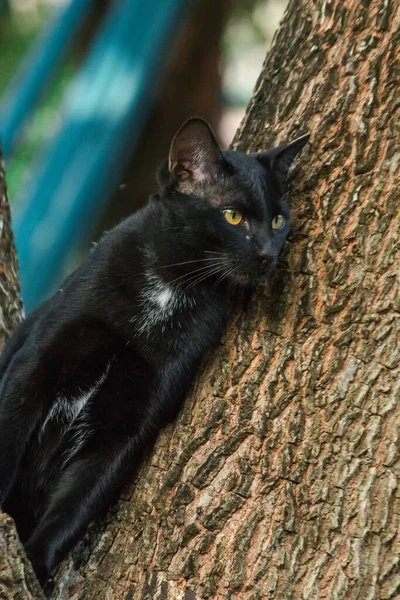 Μαύρη Γάτα Σκαρφαλώνει Ένα Δέντρο Κάτσε Και Ξάπλωσε Και Απόλαυσε — Φωτογραφία Αρχείου