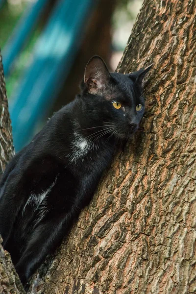 Μαύρη Γάτα Σκαρφαλώνει Ένα Δέντρο Κάτσε Και Ξάπλωσε Και Απόλαυσε — Φωτογραφία Αρχείου
