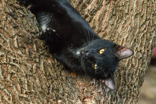 Gatto Nero Arrampicata Albero Siediti Sdraiati Godere — Foto Stock