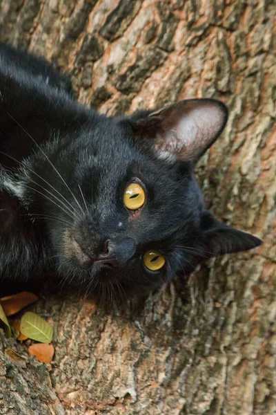 Gatto Nero Arrampicata Albero Siediti Sdraiati Godere — Foto Stock