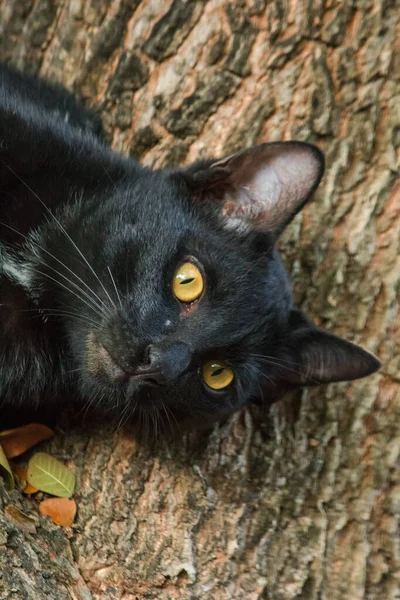 Gatto Nero Arrampicata Albero Siediti Sdraiati Godere — Foto Stock