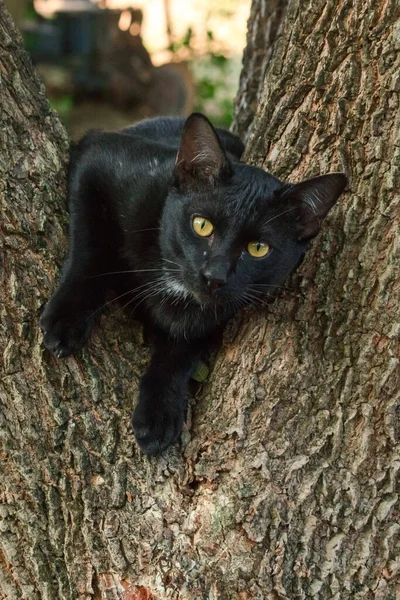 Gatto Nero Arrampicata Albero Siediti Sdraiati Godere — Foto Stock