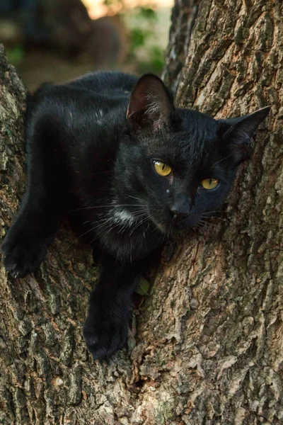 Gatto Nero Arrampicata Albero Siediti Sdraiati Godere — Foto Stock